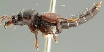 Media type: image;   Entomology 6522 Aspect: habitus lateral view